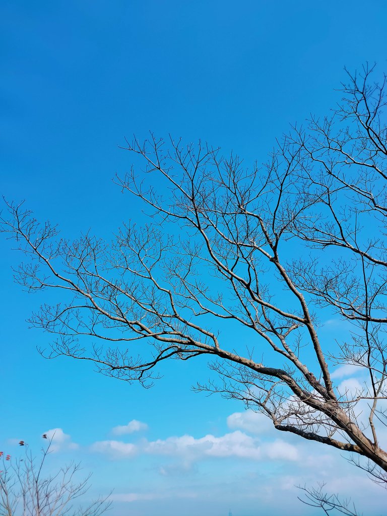 和美山登山步道、灣潭山 O 型_1999013