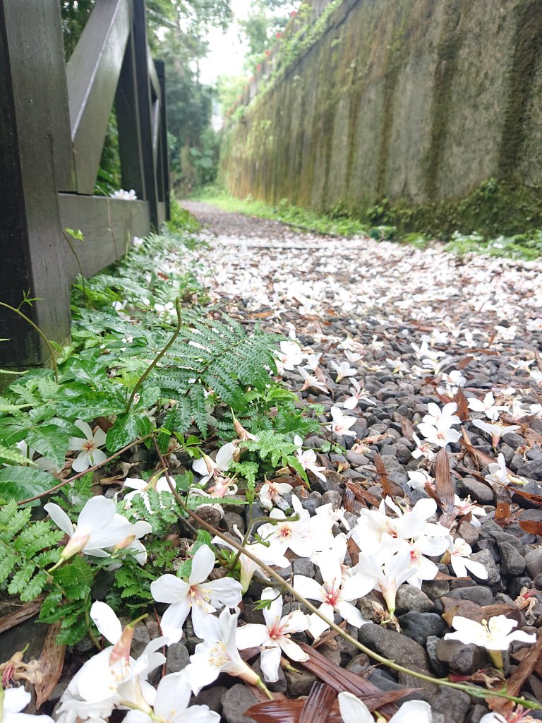 火焰山之桐花大爆發_2483338