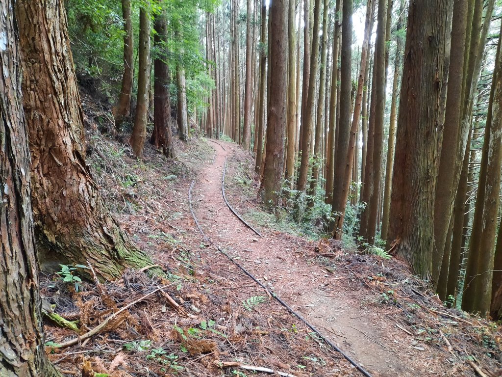 加里山 杜鵑嶺 鐵道 大O型 大坪上_1053444