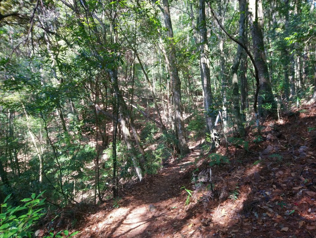 屋我尾山(麗陽線)_821191