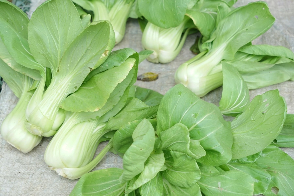 【步道小旅行】天母水管路步道_2714