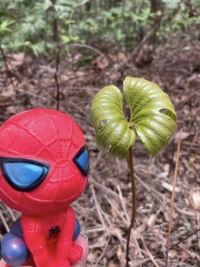 微笑山⛰️線-大棟-二格山-五分山-天上山-鳶山💎12條步道完成💙_2834099