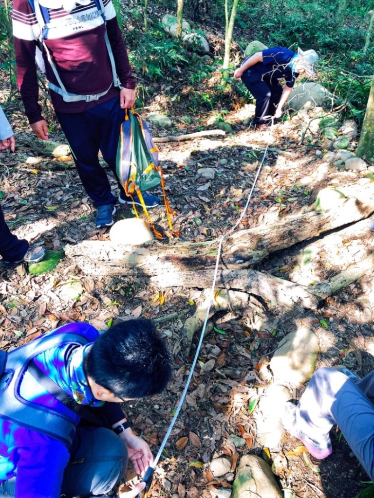 桐花已開，到大坑5-1步道走走吧_564264