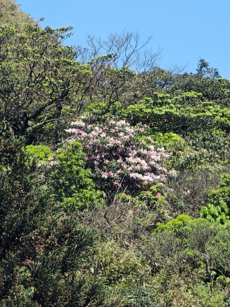 2026年臺北大縱走第三段：小油坑至風櫃口(七星山段)_3029531