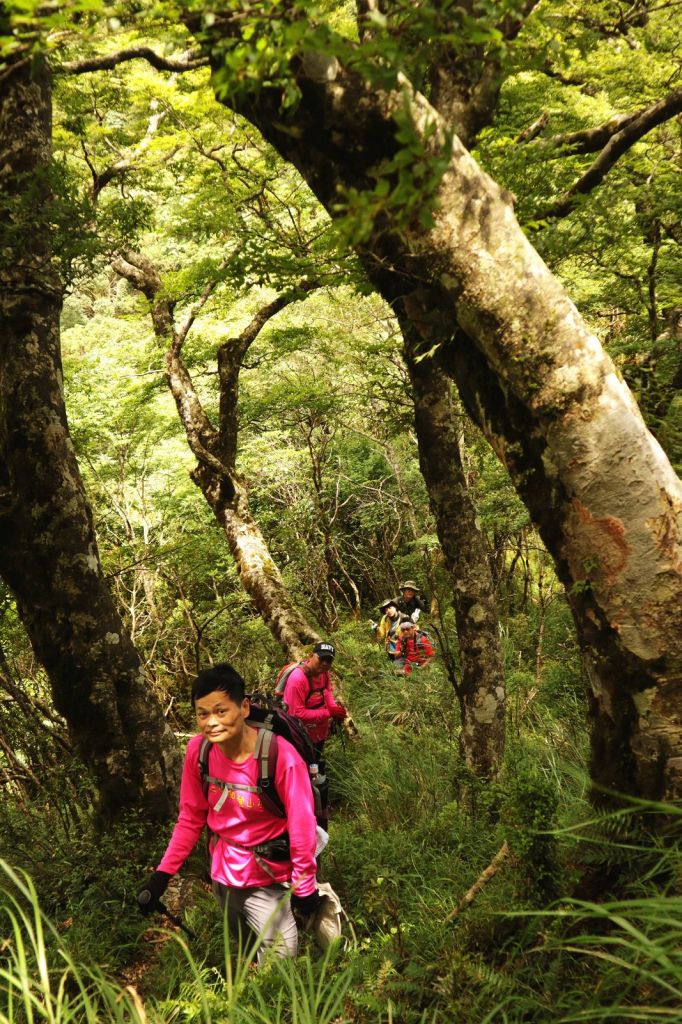 水青岡換新裝~探索太平山的原始森林_349104