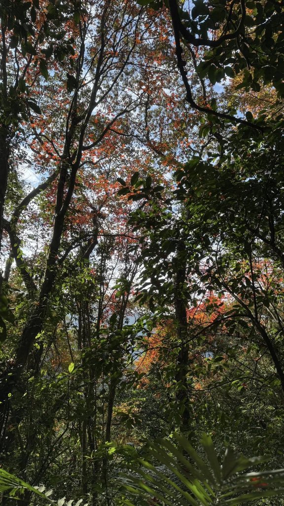 20260117三峽雲森瀑布_2990304