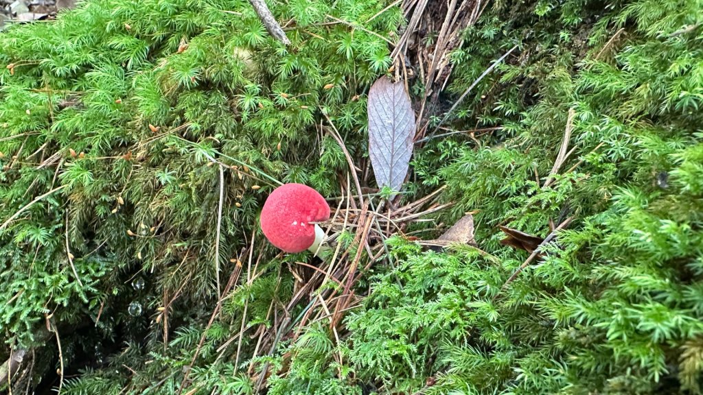 觀雪縱走_2836076