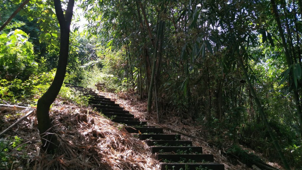 雲林 古坑 荷苞山_1488931