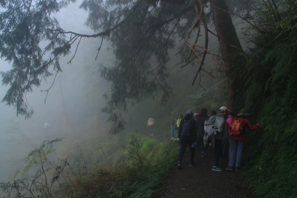 太平山見晴古道霧景濛濛 20181117_469422
