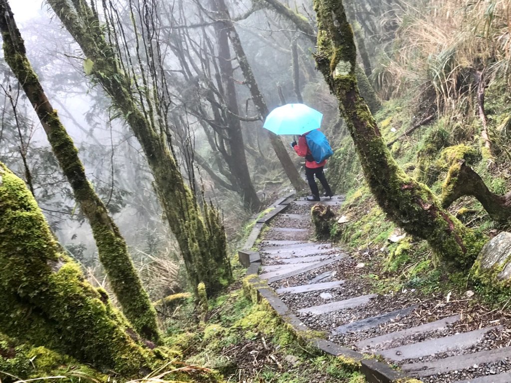 雨霧散遊太平山_885951