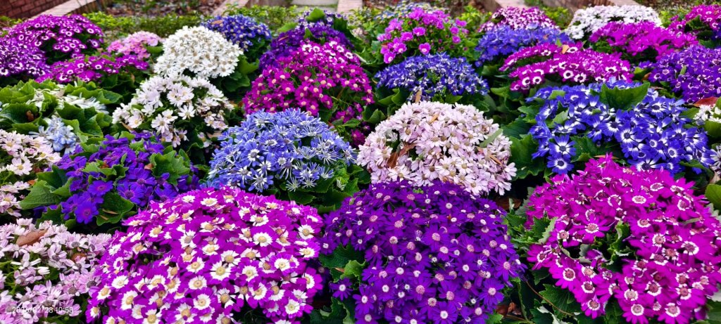 #士林官邸 #鬱金香 #中正紀念堂 #大漁櫻 2/28_3007903