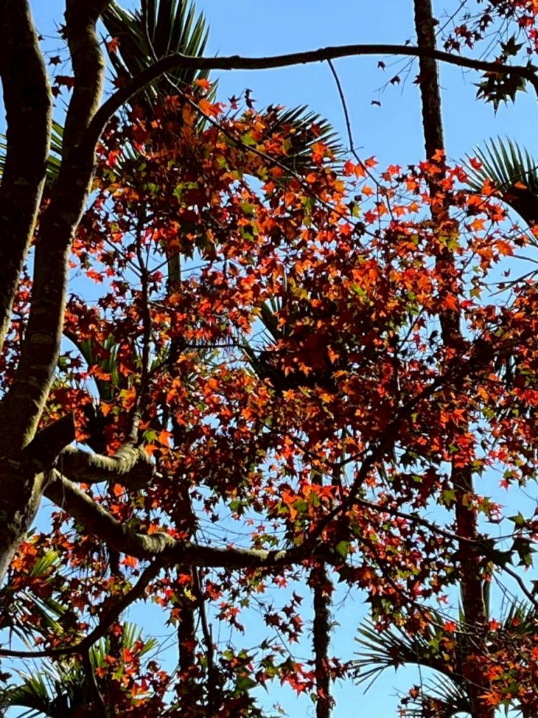 🌈1/4(日)來趣梅嶺~竹子尖山-獵鷹尖-一線天~梅子雞風味餐✨FB：熊熊趴爬走🌈_2976858