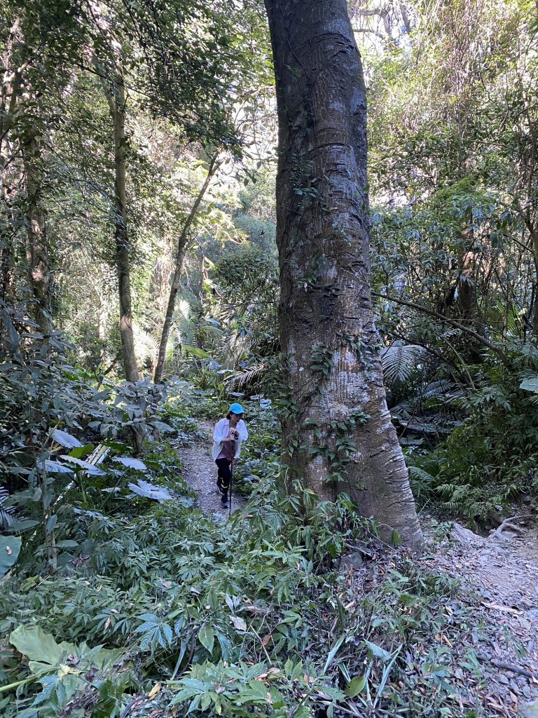 1111120泰安鄉鳥嘴山_2672932