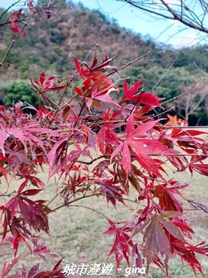 【南投仁愛】光影下的森林療育。 奧萬大國家森林遊樂區步道群_2973074