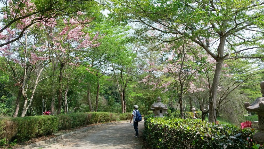 三月櫻花。花旗木＠神威天台山_549825