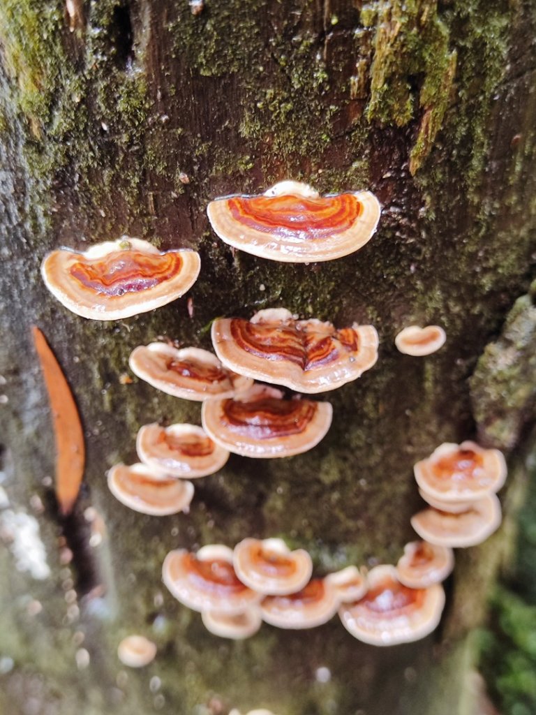 2026年元旦升旗快閃七星順探紫明溪_2973994