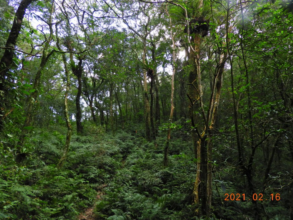 新北 烏來 美鹿山、高腰山、拔刀爾山_1273955