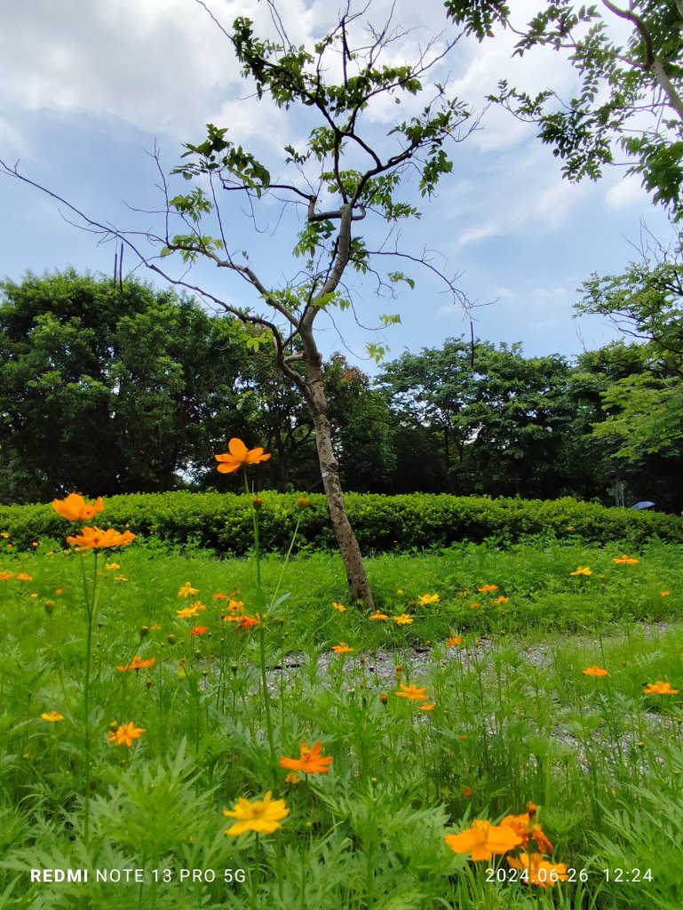 大安森林公園【走路趣尋寶】【臺北健走趣】封面圖