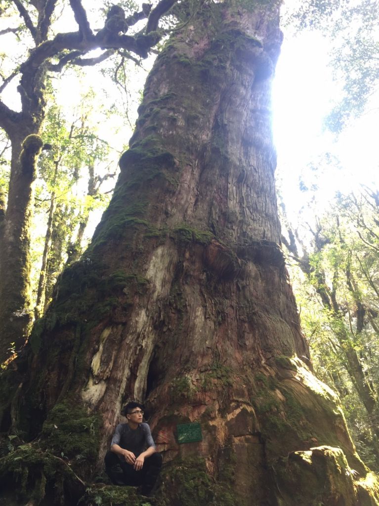 米羅山之木_292325