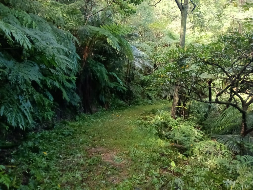 雙溪區雙坪一號橋+盤山坑山+土地公山+474峰+石硿子越嶺古道O型_2936419