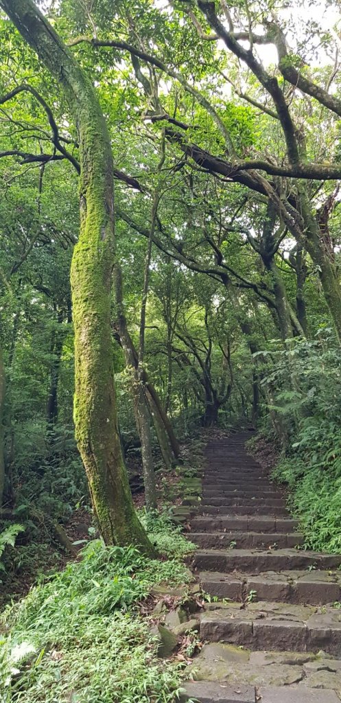 苗圃登山口-七星山主東峰-夢幻湖_618881