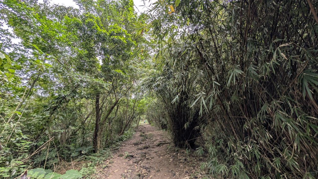 114.12.20劉銘傳隧道-獅球嶺北峰-獅球嶺東砲台山-獅球嶺池-獅球嶺砲台山之旅_2966730
