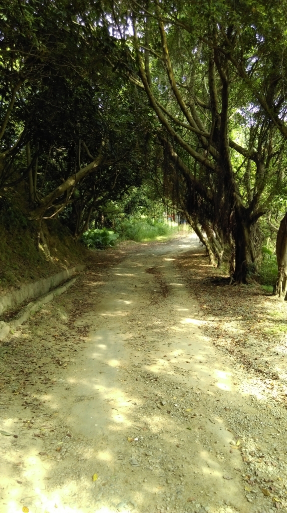 大同山-青龍嶺-大棟山105.08.05_55578