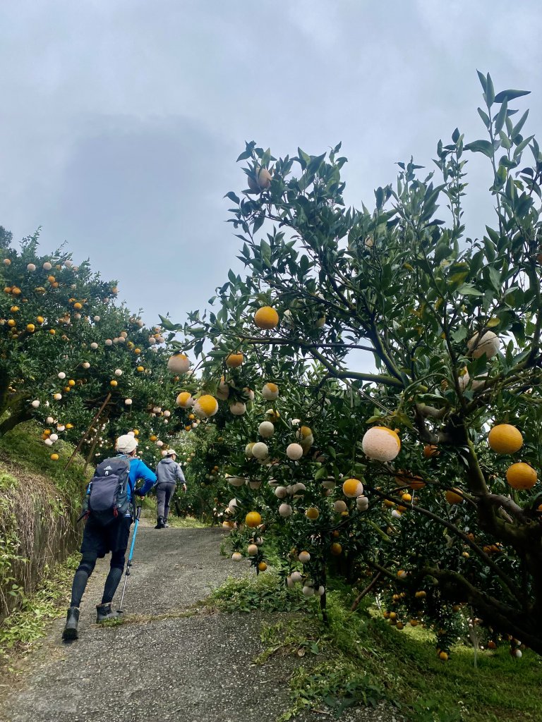 卓蘭基石巡禮（白布帆.象山.流壁下山.舊砲台.水寨下山.水寨山.大坪林.坑尾） 2022/12/21_1961967