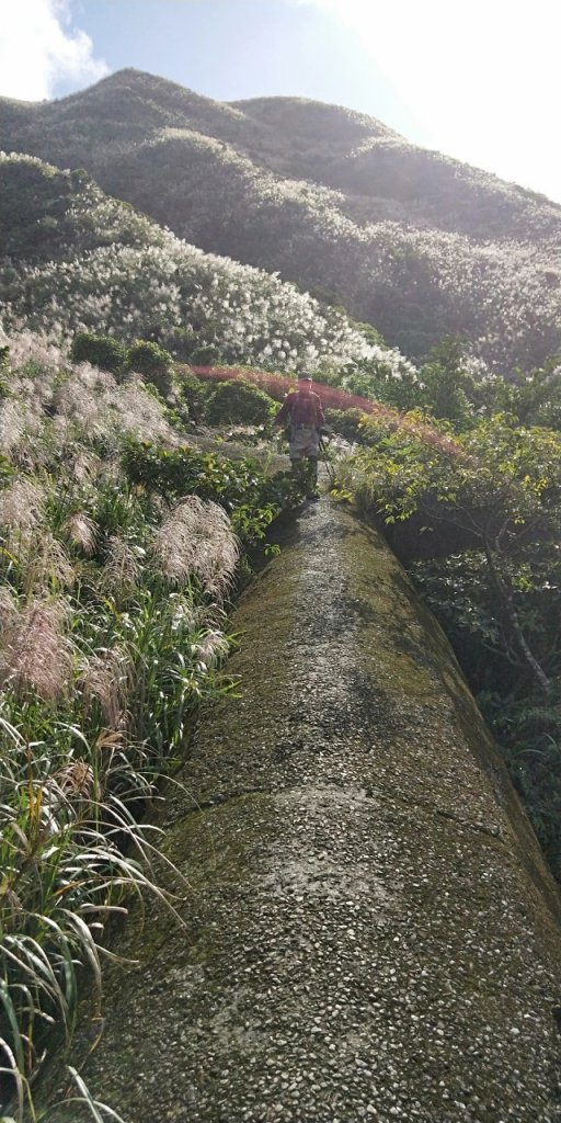 茶壺山賞芒_1729542
