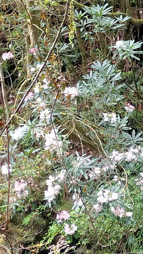 杉林溪一日遊_1661451