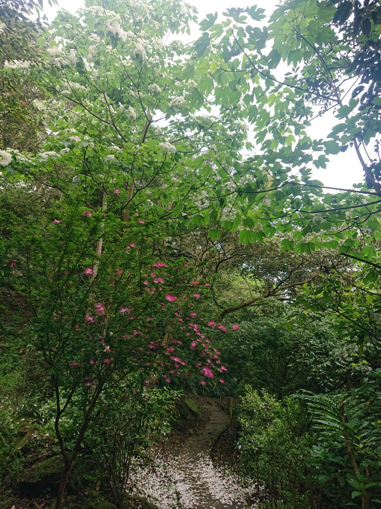 火焰山之桐花大爆發_2483353