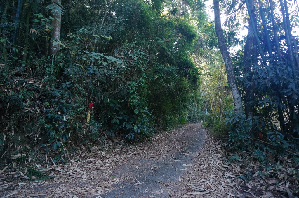 西阿里關山步道_2011199
