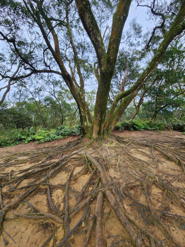 112/2/23龍鳳連稜_2148153