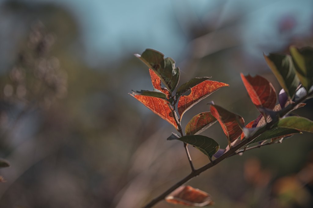 寶山水庫環湖步道（西北、西、東峰）_2986763