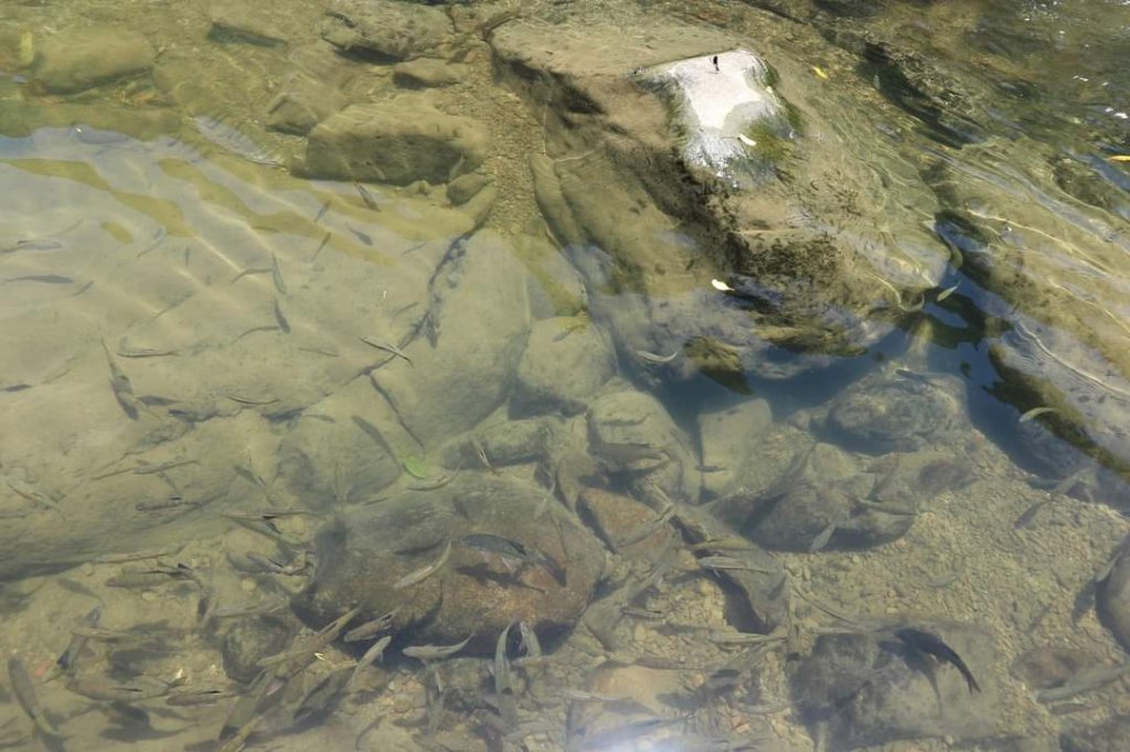 〔石碇〕烏塗溪古道 外按古道。昔日淡蘭古道南路之一段_2235915