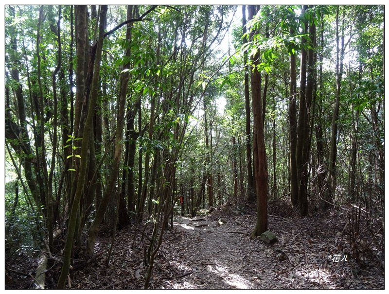 屋我尾山 北登山口 (大雪山林道31.3K)_2985528