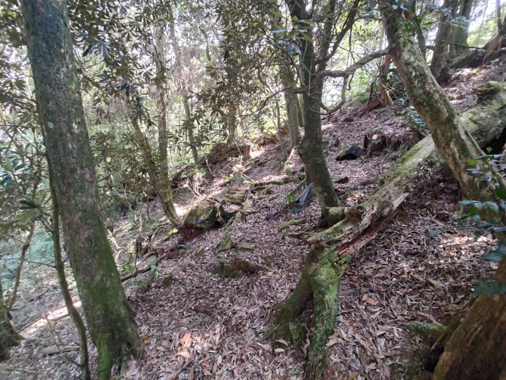 獅子頭山_2440483