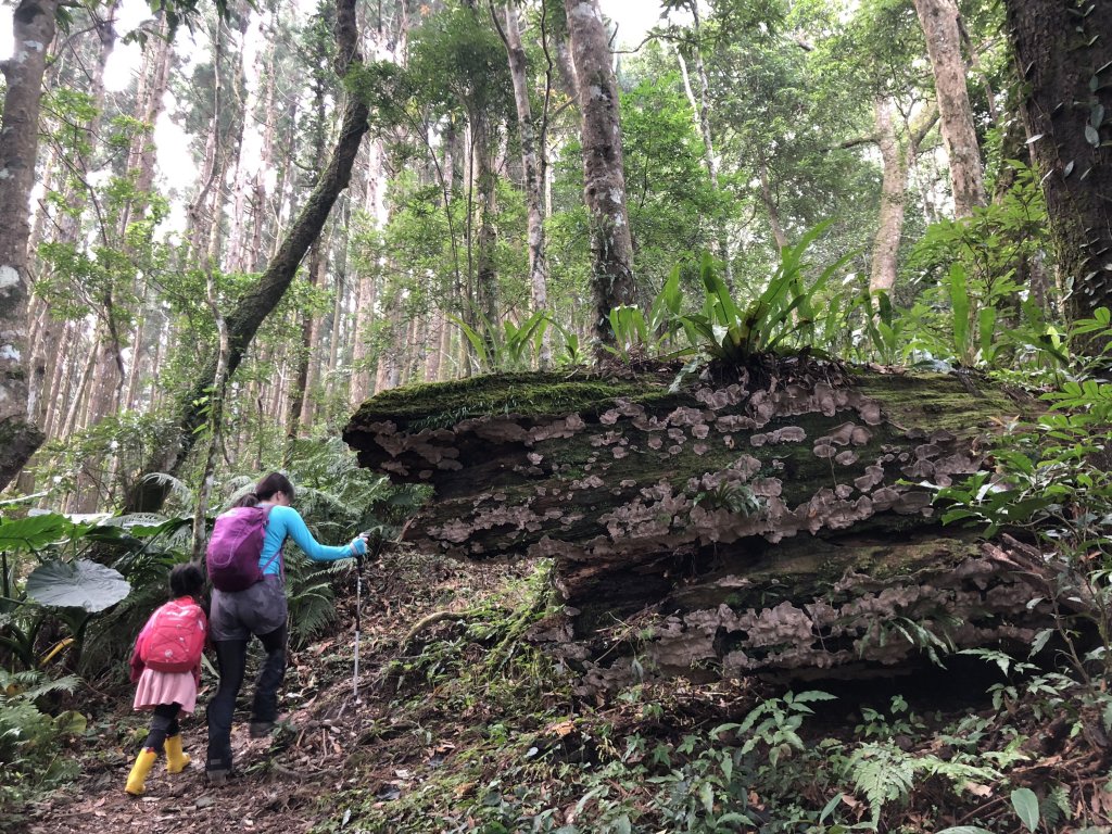 一魚多吃的高島縱走  帶孩子享受攀爬的_452359