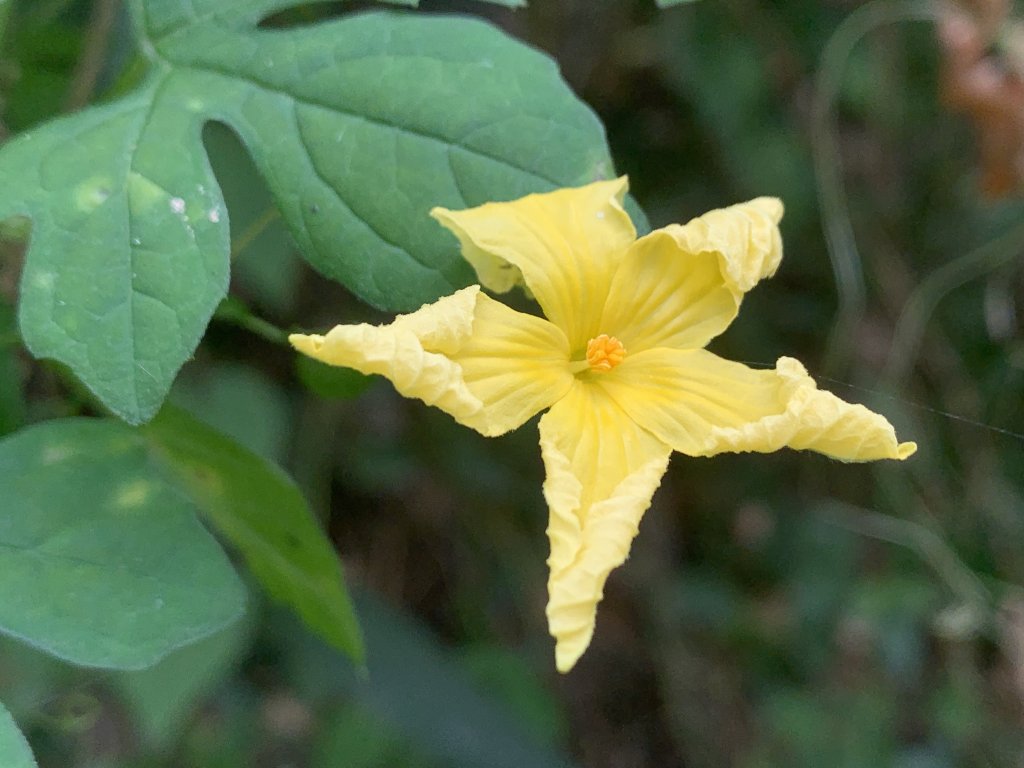 20251024台南邦埤山-三崁山_2925686