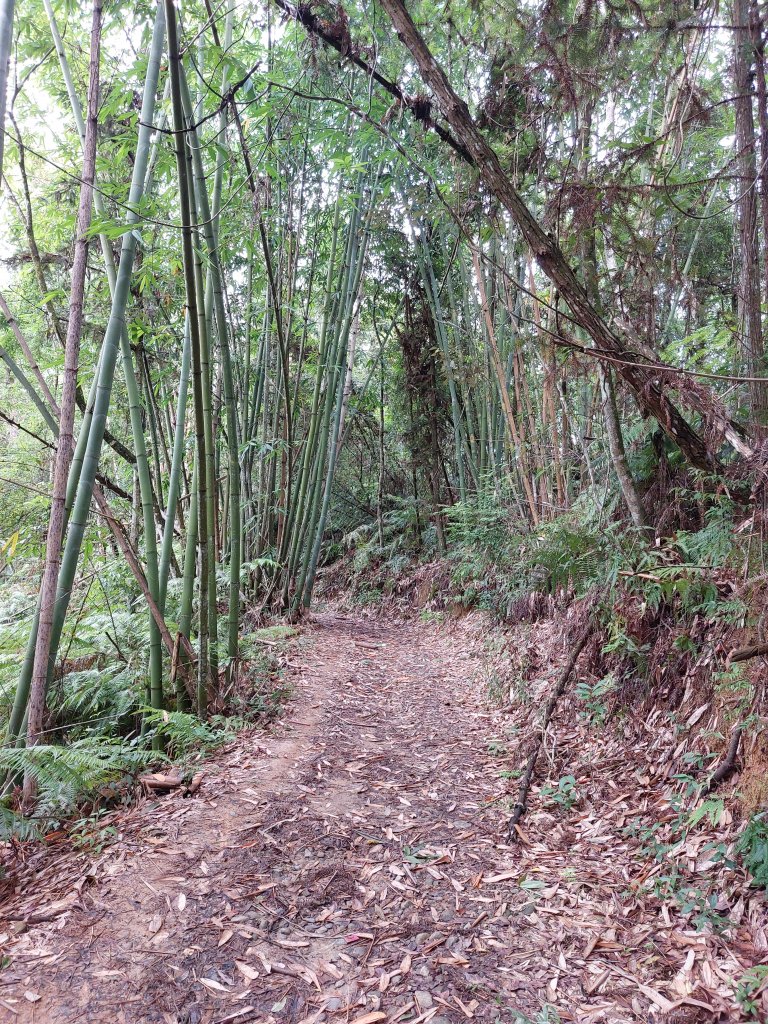 一日魚池三步道：澀水森林步道、魚池尖登山步道、金龍山步道20220702_1803896