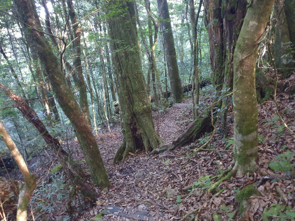 20220827雪見遊憩區北坑山大板根及林間步道_1837127