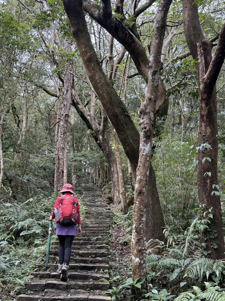大山背山+騎龍山O繞2025.12.28_2979478