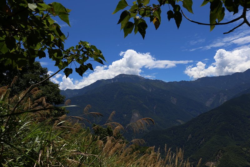 西良母嵐山_849492