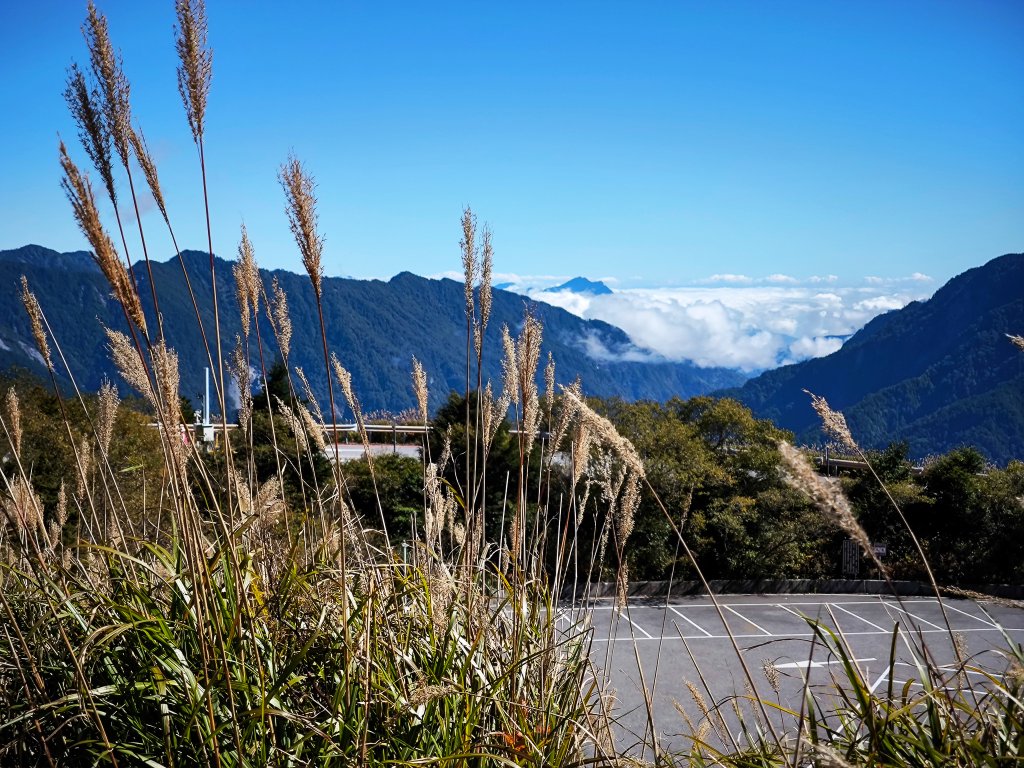 2025-11-07 合歡北峰、小溪營地、鷹石尖、北峰名樹_2934319