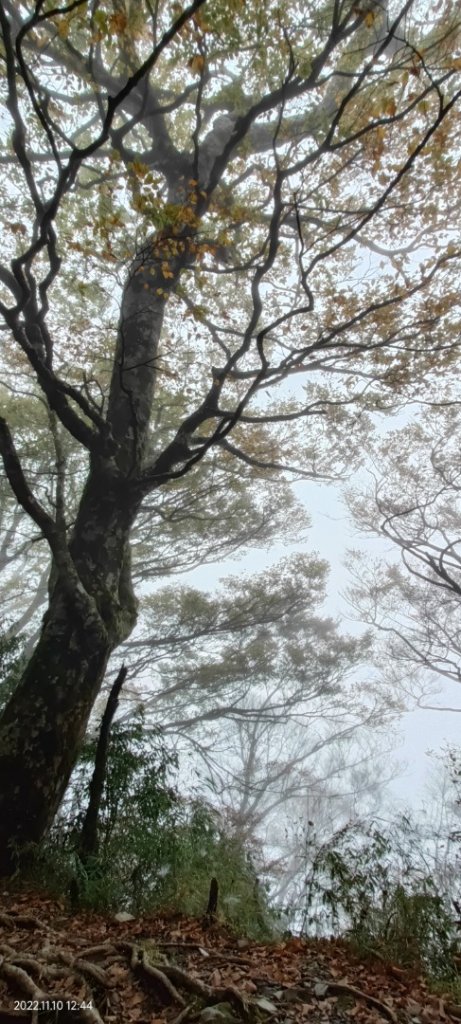 山毛櫸步道_2689003
