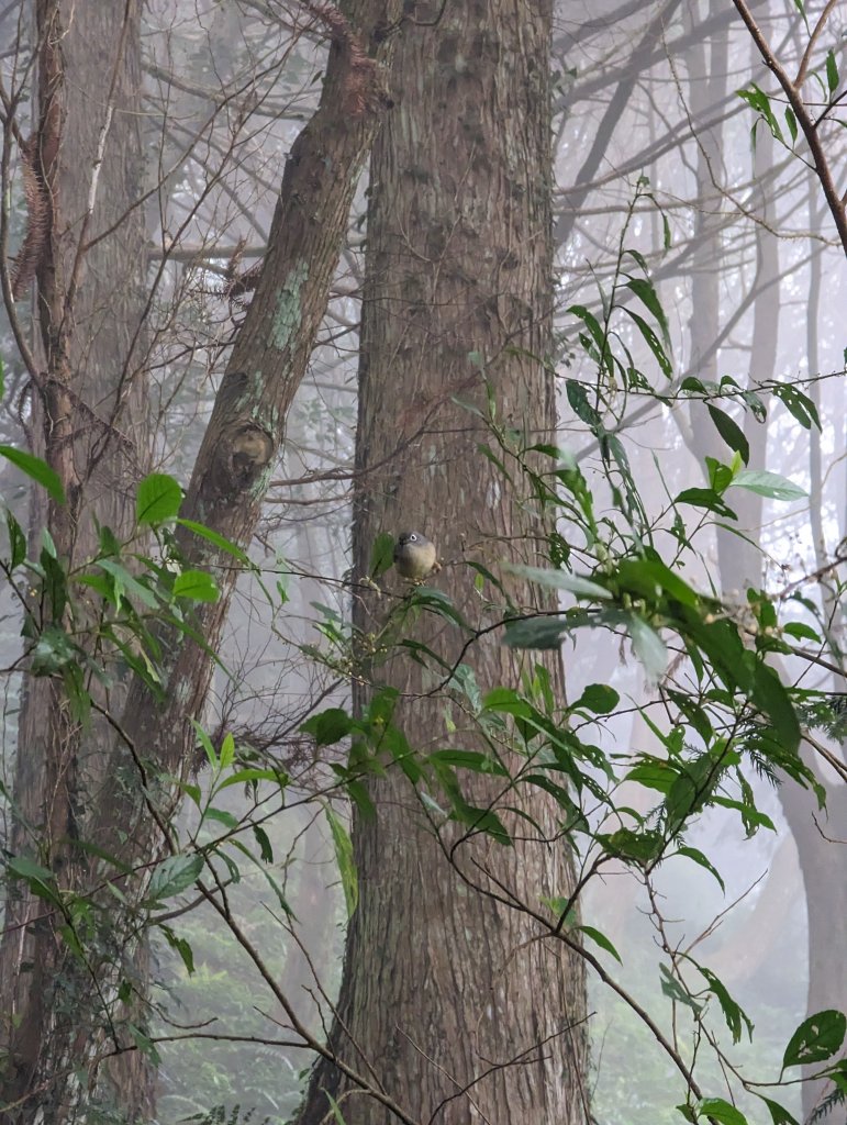 2023.02.19－東眼山自導式步道_2038903