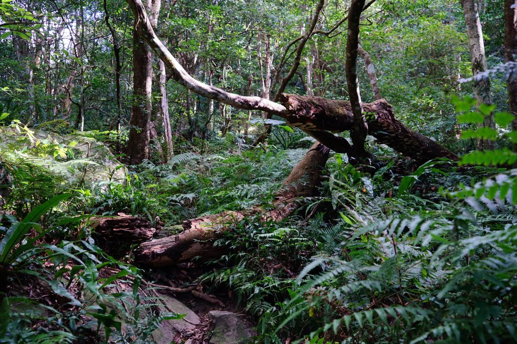 新竹關西鎮 水田林道之貴妃&那結山連走_1539681