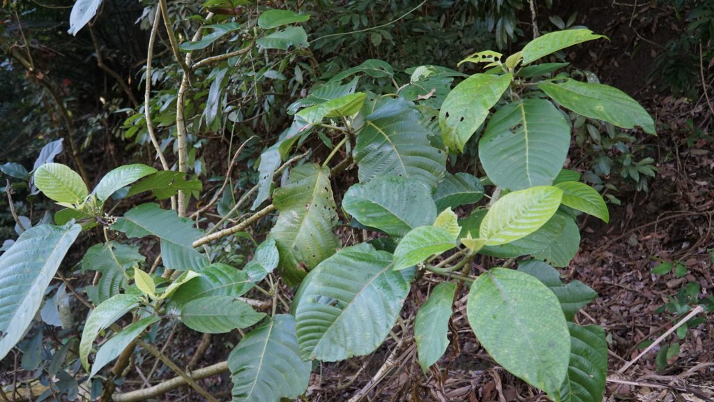 山海圳綠道之東西口越嶺道_1634585