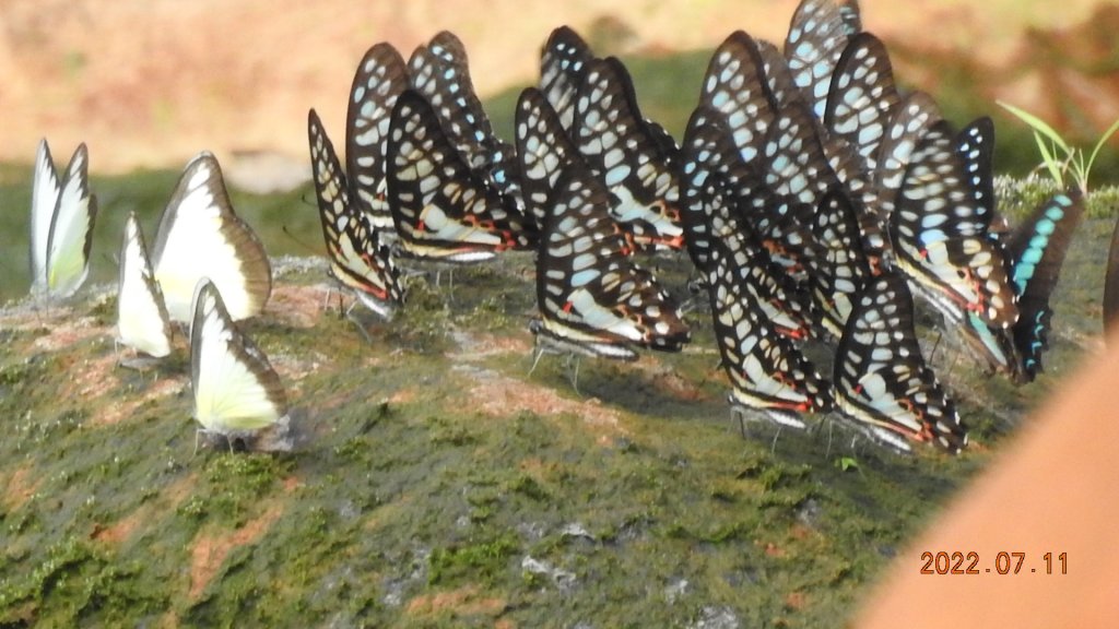 雲山水花鳥蝶 - 天龍國阿伯的日常 7/8&11_1760661