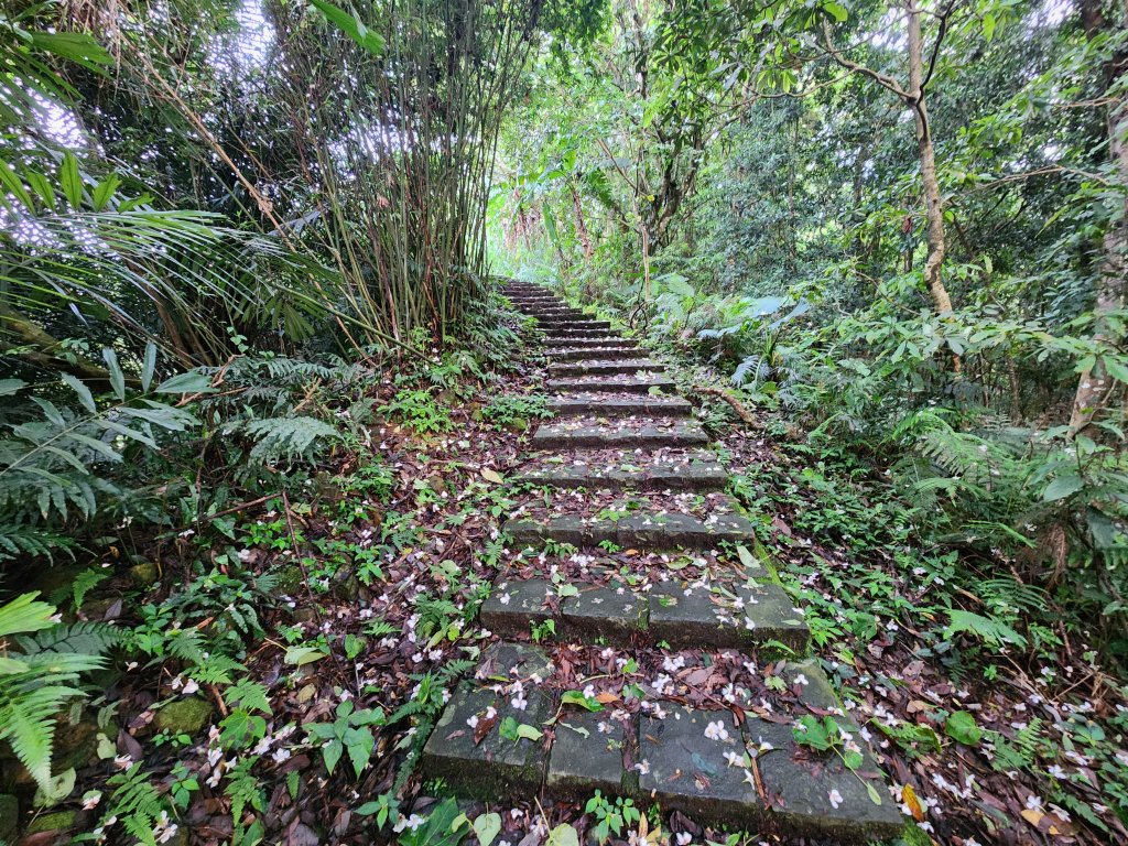 20250427大山背山田寮山毬子山騎龍山_2933632